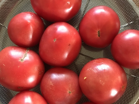 トマト&きゅうりのザ‼️夏野菜ボックス‼️