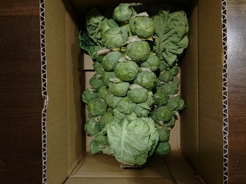お頭付き！芽キャベツ3〜4本