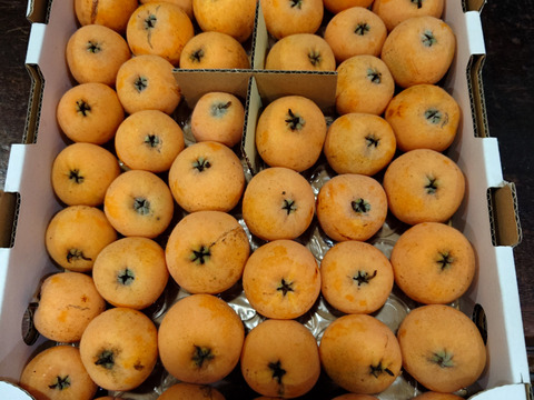 選果落ち【露地びわ】1,800g加工向き