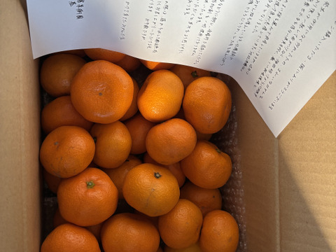 箱込約3㌔　濃い濃い薄皮みかん