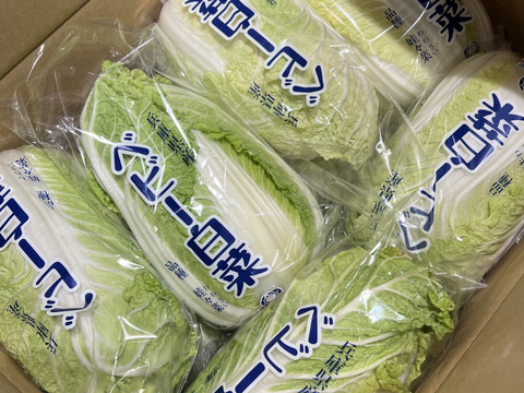 今期最終　有機肥料で納豆菌栽培　食べきりサイズの少し訳あり白菜12個入り