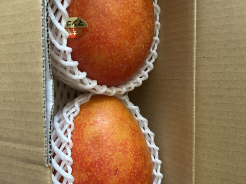 宮古島産摘果マンゴー9kg 宮古島産マンゴー 良品4.5kg（白箱入） | RIN−KAJUEN