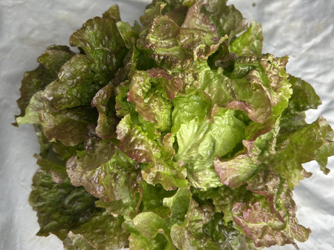 ワイン色のレタス(ルージュ　グルノーブル)80サイズ