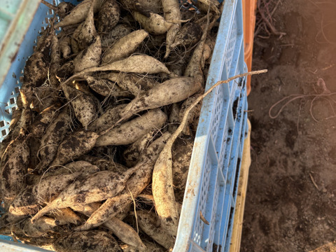 今話題の白いサツマイモ「きみまろこ」
上品な甘さとまろやかな口ざわり
2キロ入り小さめサイズミックス