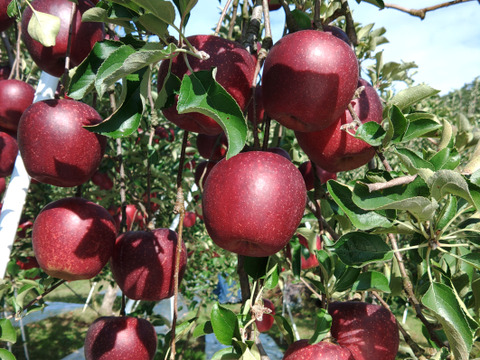 りんご 訳あり🍎秋映🍎 長野県オリジナル品種 三兄弟の長男 5kg 中玉