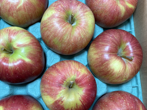 訳あり シナノスイート 3キロ箱 7～11玉 長野県産