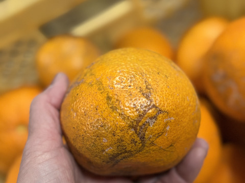 2026 家庭用 新鮮でプリプリ！和歌山県産木なり八朔 S～2L サイズ混合 10㎏