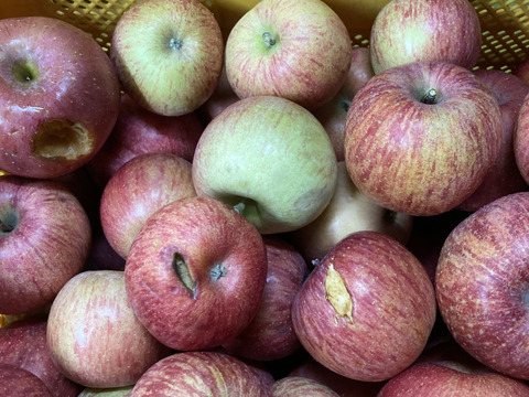 ラストです！すぐ発送！スーパー規格外超訳ありサンふじ5キロバラ詰箱込6キロ　蜜入あるかも！　ふじ　りんご