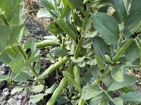 そら豆1kg 【丹波篠山産】