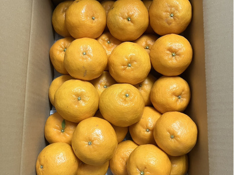 鹿児島県産「うんまかぁポンカン」箱込み5kg