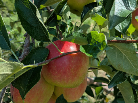 夏に合う爽やかな風味！「恋空」（自家用）3㎏