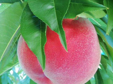 桃あかつき樹上完熟(もぎたて直送)3kg箱