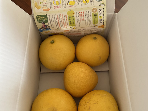 【家庭用3kg】濃厚ジューシー！潮風を浴びた南国高知県育ちの土佐文旦　柑橘みかん　オレンジ