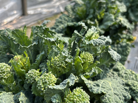 【採れたて発送】愛知県豊田市旭産 アレッタ 500g
