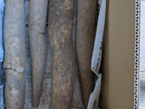 しゃきしゃきの「信州産長芋」(ご家庭用・5㌔入)