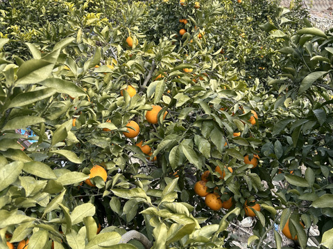 【今が旬】果汁たっぷり和歌山県産清見オレンジ！訳あり4kg