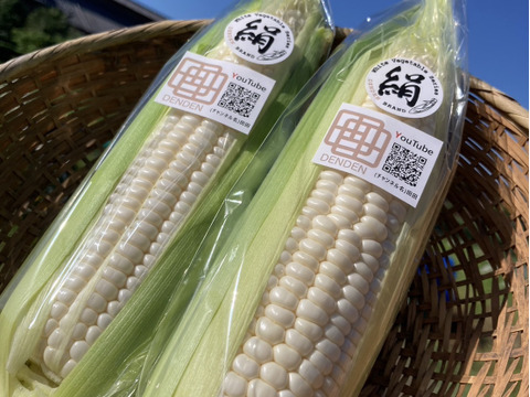 【生で食べられる】★★夏のご褒美★★ダントツの甘さ！田田-でんでん-の白とうもろこし【ブランド絹】｜朝採れの最高品を厳選してお届け！(8本/80サイズ)