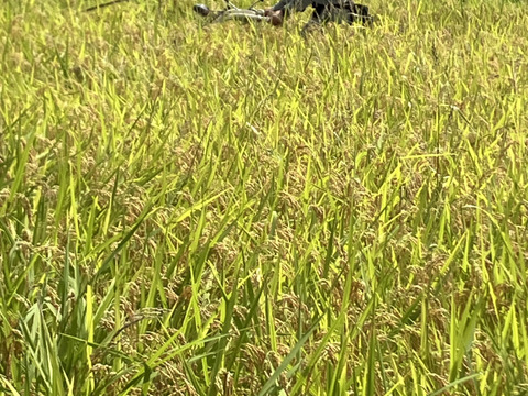 【令和７年産新米】稀少米★朝日玄米10kg・天日干し自然栽培