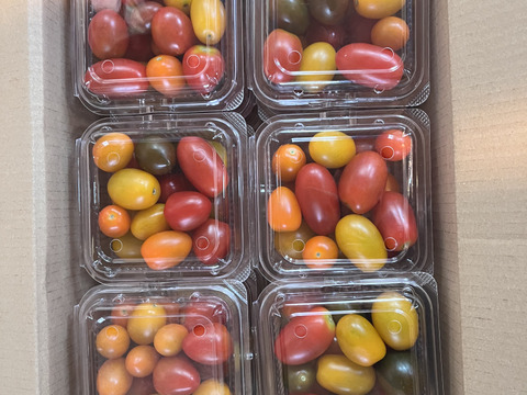 【期間限定】6月30日まで特別価格☆カラフルミニトマト3.5kg有機JAS認証☆