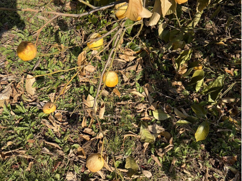 【1口5000円】令和8年 大雪や雹によるレモン・柑橘被害支援プログラム