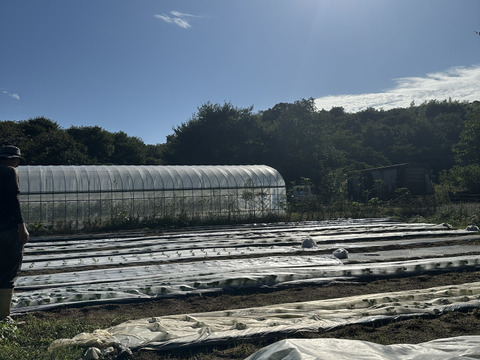 【箱いっぱいにお届け！】農薬不使用キラピカ旬野菜BOX11〜12品、朝穫れ農の島＊大三島＊よりお届け！
