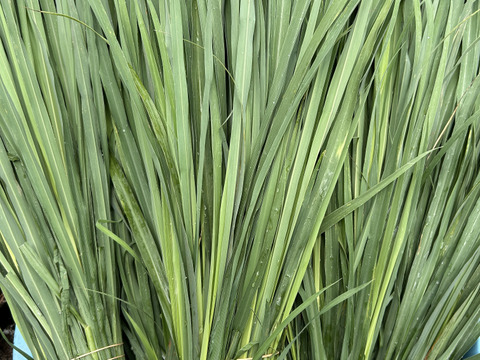 体と心に沁み渡る豊かな香りと味わい！ハーブティーリーフ8g（農薬化学肥料不使用）のっぷいのレモングラス葉と茎