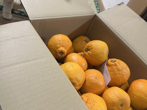 自慢の不知火 約5kg【訳あり品、ご家庭用】