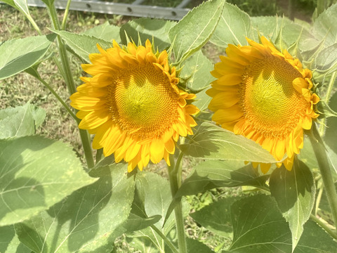 【ひまわり５本】ひまわり&ふわふわモコモコのテディベア（希少）登場！インパクトありあり！