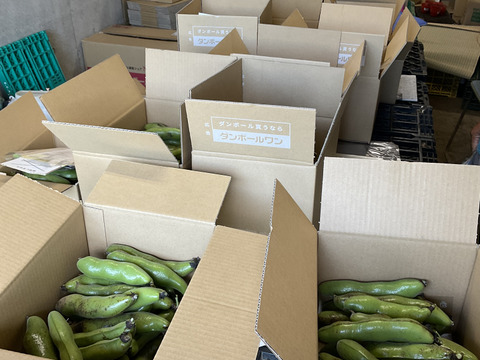 【大好評♫ 】食べやすさ抜群”みずみずしい”とれたて  そら豆. 4名以上にオススメ　3000g→3300g from 名水の里　神奈川県秦野市