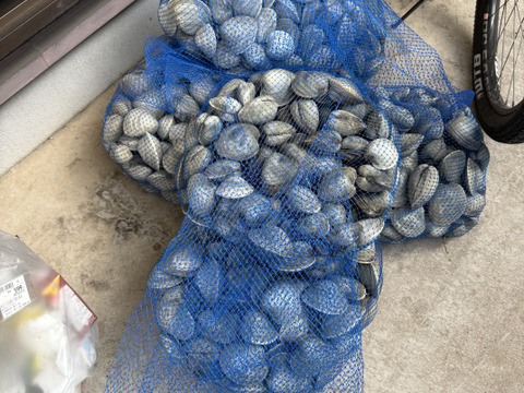 船橋三番瀬ホンビノス貝　
(千葉ブランド水産物認定品)
 1個50g〜100g  4kg