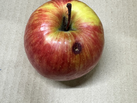 ★在庫限り★【訳あり・バラ詰め】まさゆめ🍎約4.5Kg　在庫限り　ふじの子供　希少品種　新品種　果汁たっぷり　流行の先取り　青森県産　数量限定