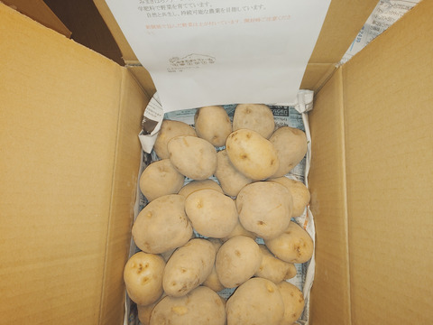 【白土馬鈴薯】じゃがいも (男爵)約5㎏