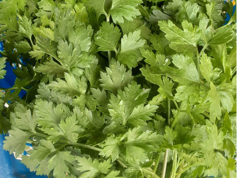 イタリアンパセリ　100g　自然の魔法―腐植が紡ぐ究極のイタリアンパセリ  化学肥料・化学農薬・除草剤不使用　100g