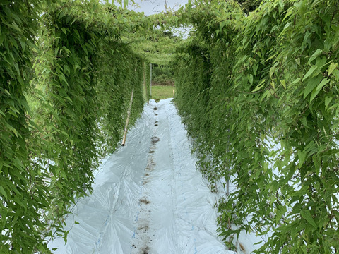 【冬ギフト】とろっとろ　大分県産 自然薯　ねばりごし一本 　１㎏