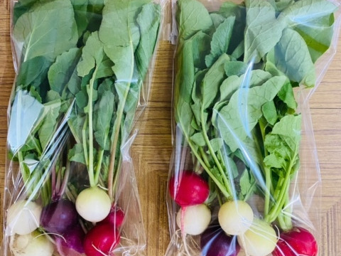 カラフルラディッシュ500g(3～4袋、1袋当たり4個以上)　テーブルを華やかに！　　京都府産