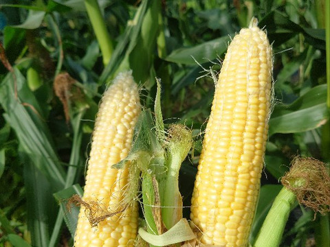 【めぐみ86】第2弾！甘〜いトウモロコシ　(約1.8kg、5本前後)