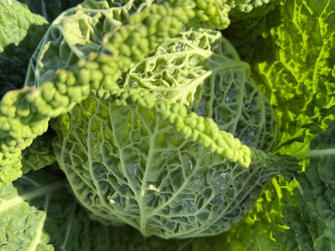 お料理の幅が広がる！季節の西洋野菜Italian selection 80サイズ