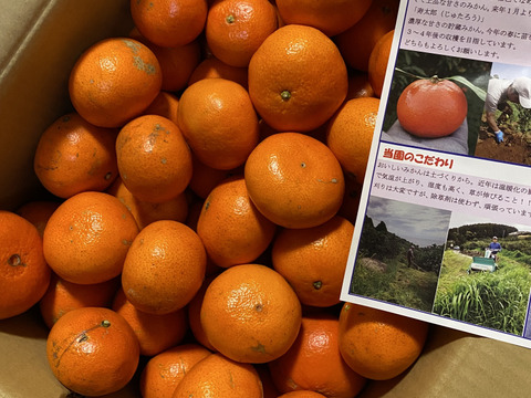 お買い得訳あり優しい甘さ『みはや』10キロ入り