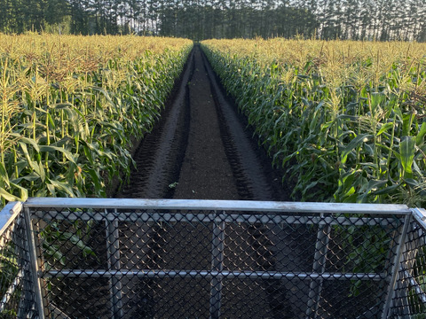 『ゴールドラッシュ』5kg（10〜11本）【2025年度先行予約】ずっしり！極甘！
新鮮朝採りスイートコーン　北海道十勝産【夏ギフト】