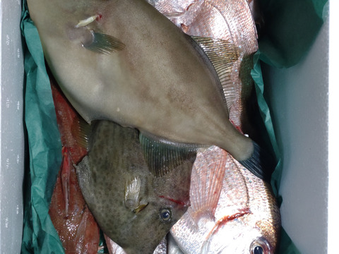 美味しいけん食べてみて
🐟未利用魚🐟詰め合わせ！
1.0kg～1.5kg前後(2〜4種類)80サイズ