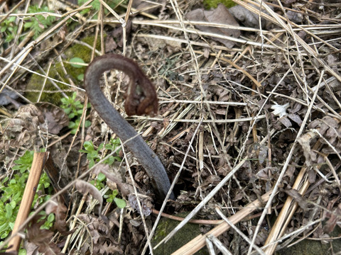 里山の天然わらび(１キロ)