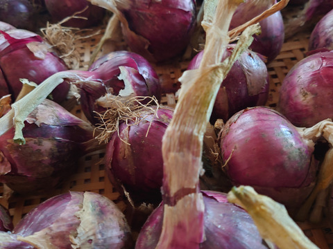 赤タマネギ_少量パック1.5kg（大きさ不揃い）