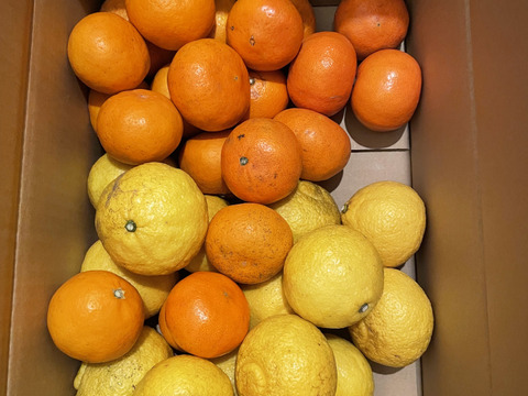 レア3種×キズ得🍊べにばえ🍊はれひめ🍊はるか 食べ比べ福岡柑橘セット 4.5kg (一部外皮キズあり)※発送は2月1日頃より開始いたします※