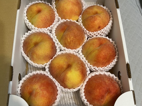 黄金桃（おうごんとう）訳あり　ご家庭専用　9月初旬発送　溢れる果汁が美味　黄肉の桃　　2.8キロ