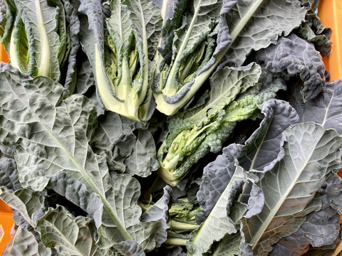 (予約販売)【実は当社が開発!!】（朝採れ）栄養満点スーパーフード☆アレッタ２ｋｇ前後(８０サイズ)