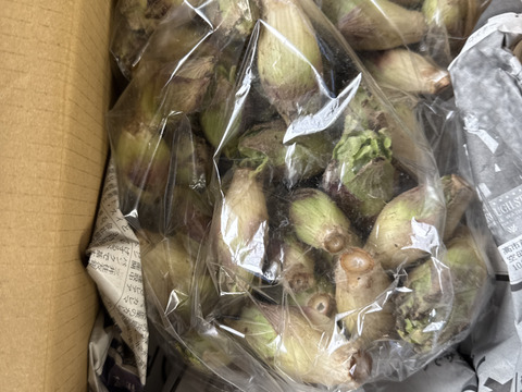 《ぷっくり大きい！》ふきのとう『秋田ふき』　500g