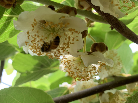 おまけ&レシピ付き！熟すと甘〜いグリーンキウイ！みつばちキウイ®中玉450g＋甘夏1個〈農薬・化学肥料不使用〉