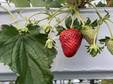 大和なでし苺　古都華　6粒入り　特大　いちご　300g 奈良県　橋本農園　イチゴ