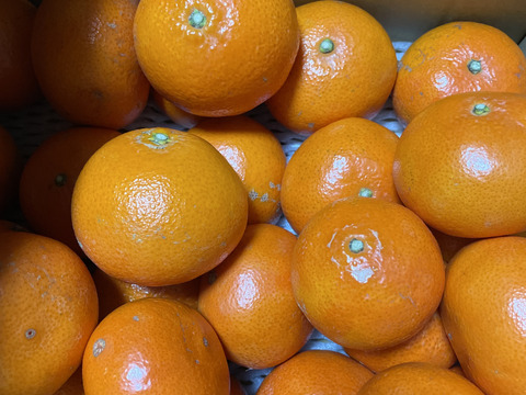 もう一つ食べたくなる優しい甘さ『みはや』４キロ入り