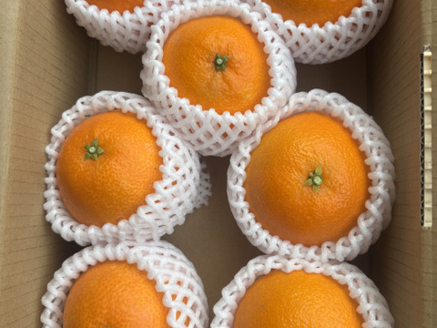 【味に自信あり　化粧箱7個入　まどんな　 愛媛県産　ゼリーのような食感　愛果28号　除草剤使用無 万田酵素散布】